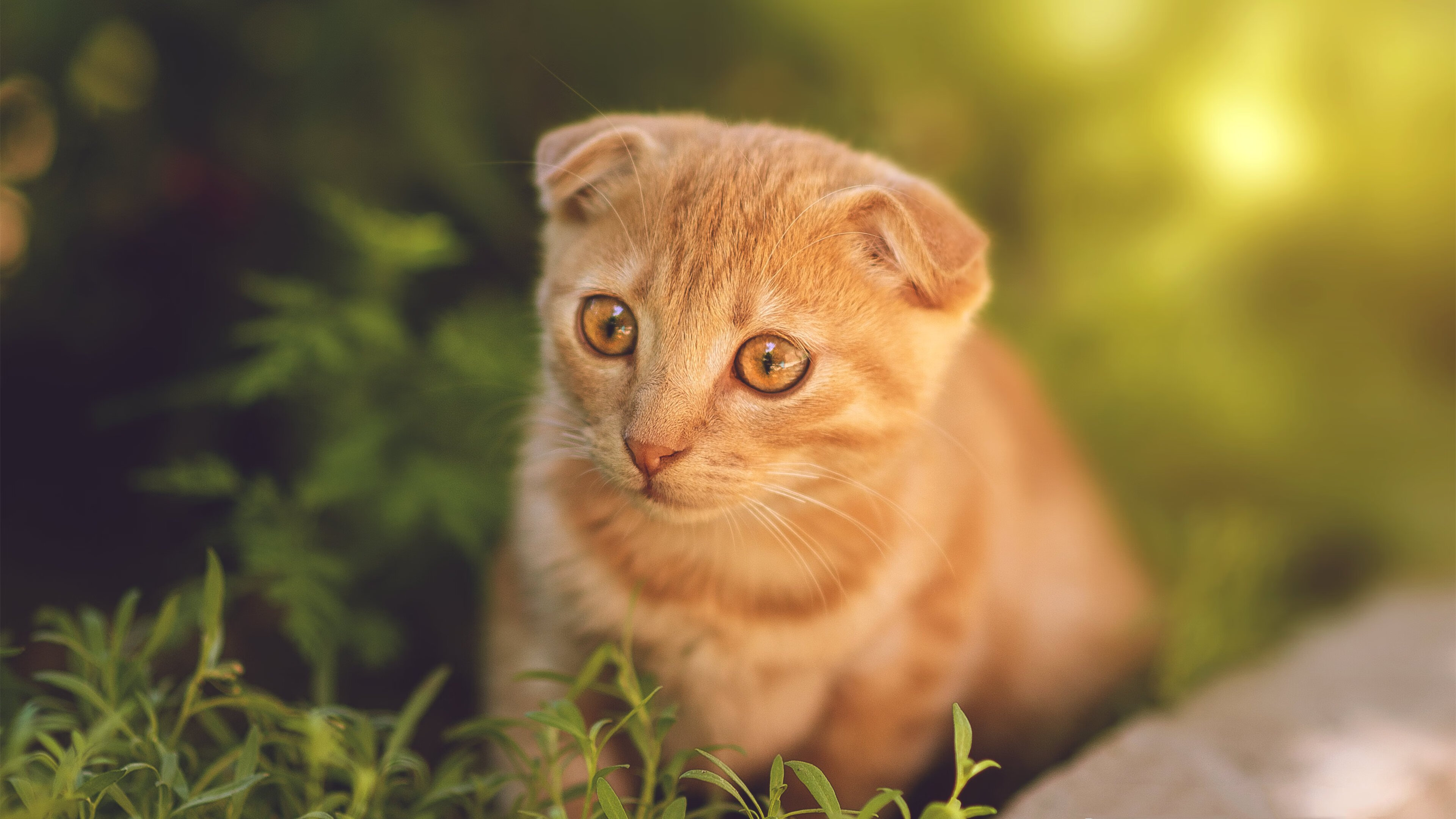 开云体育app-明星运动员开设个人线上训练营受到追捧，明星训练营综艺