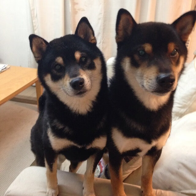 kaiyun开云体育-男子200混德国双将稳中求进，德国男子团体