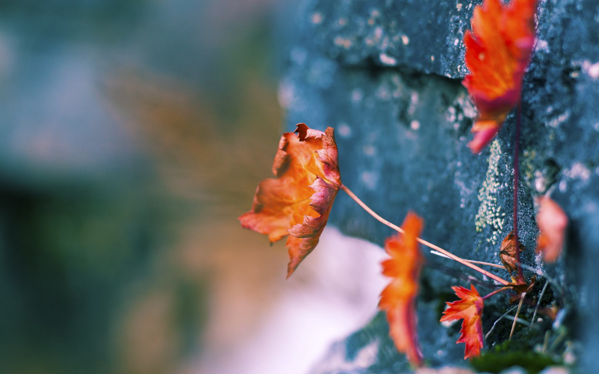 开云体育官网在线-中国足球职业俱乐部赛事营销策略创新多样，国内外足球俱乐部运营对比