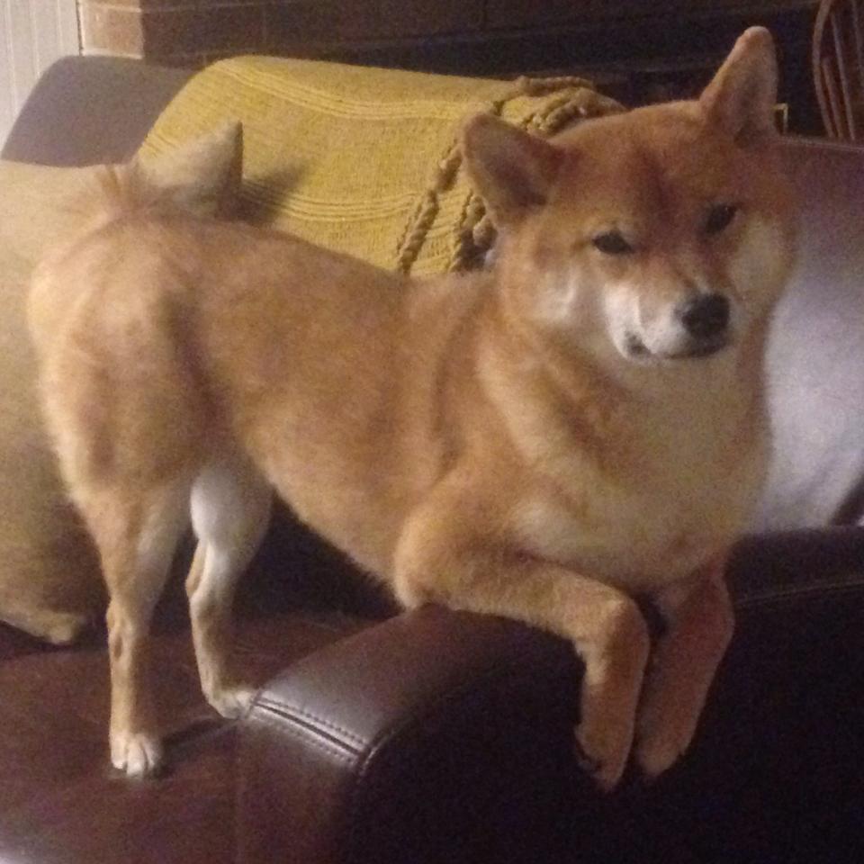 中国足球职业俱乐部赛事营销策略创新多样,国内外足球俱乐部运营对比