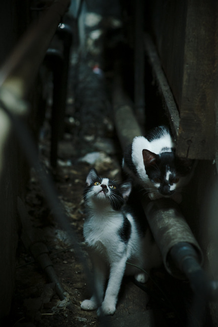 开云体育app-德甲的球员健康管理新技术，德甲队员