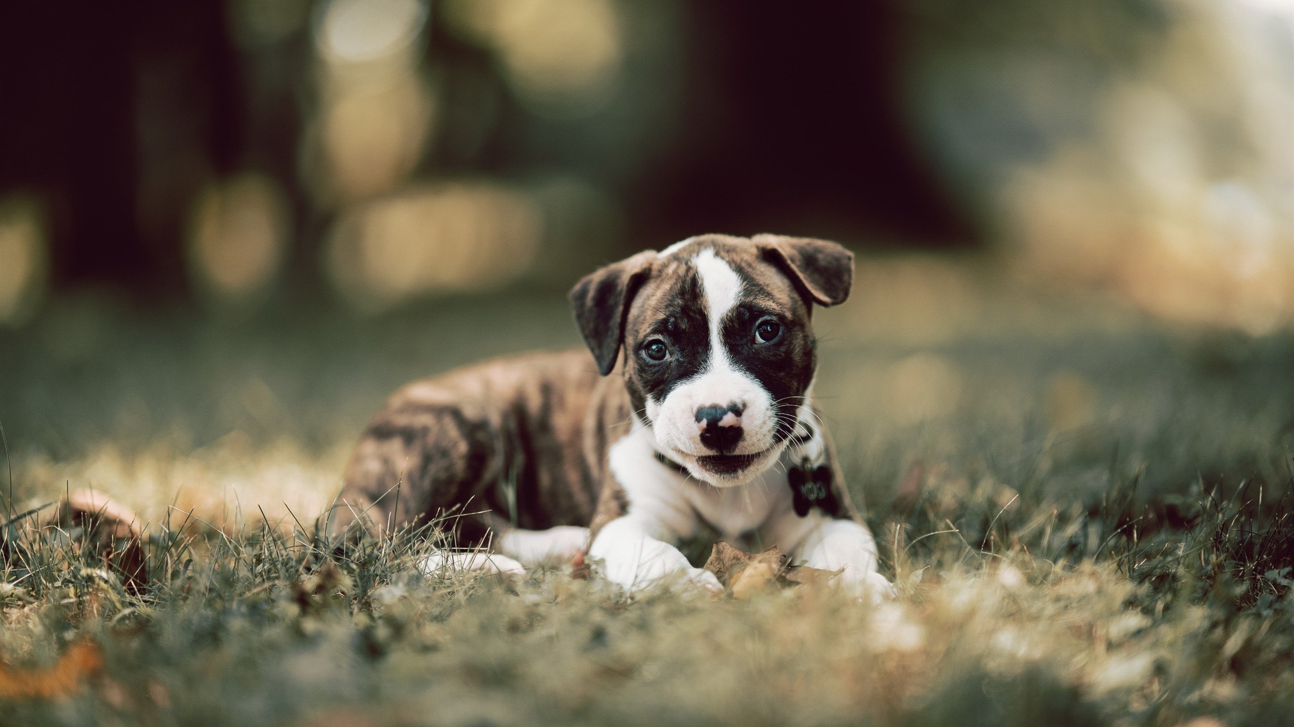 开云在线入口-摩纳哥男队自由泳展现强劲爆发力，摩纳哥游艇俱乐部