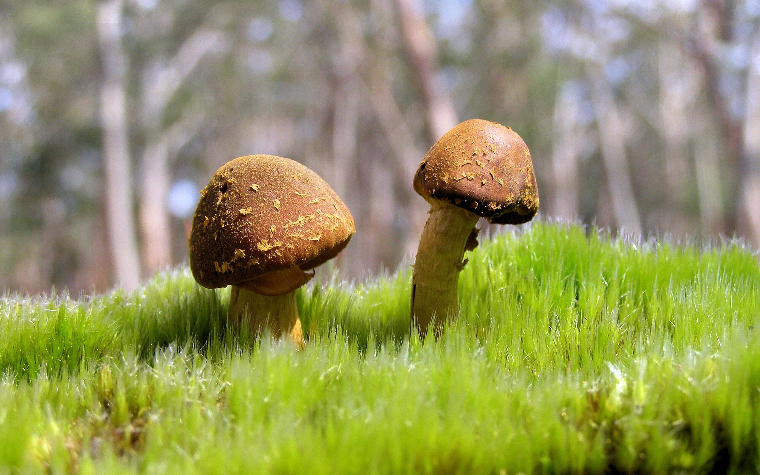 法甲未来领导者:年轻球员闪耀绿茵!,法甲各队主帅