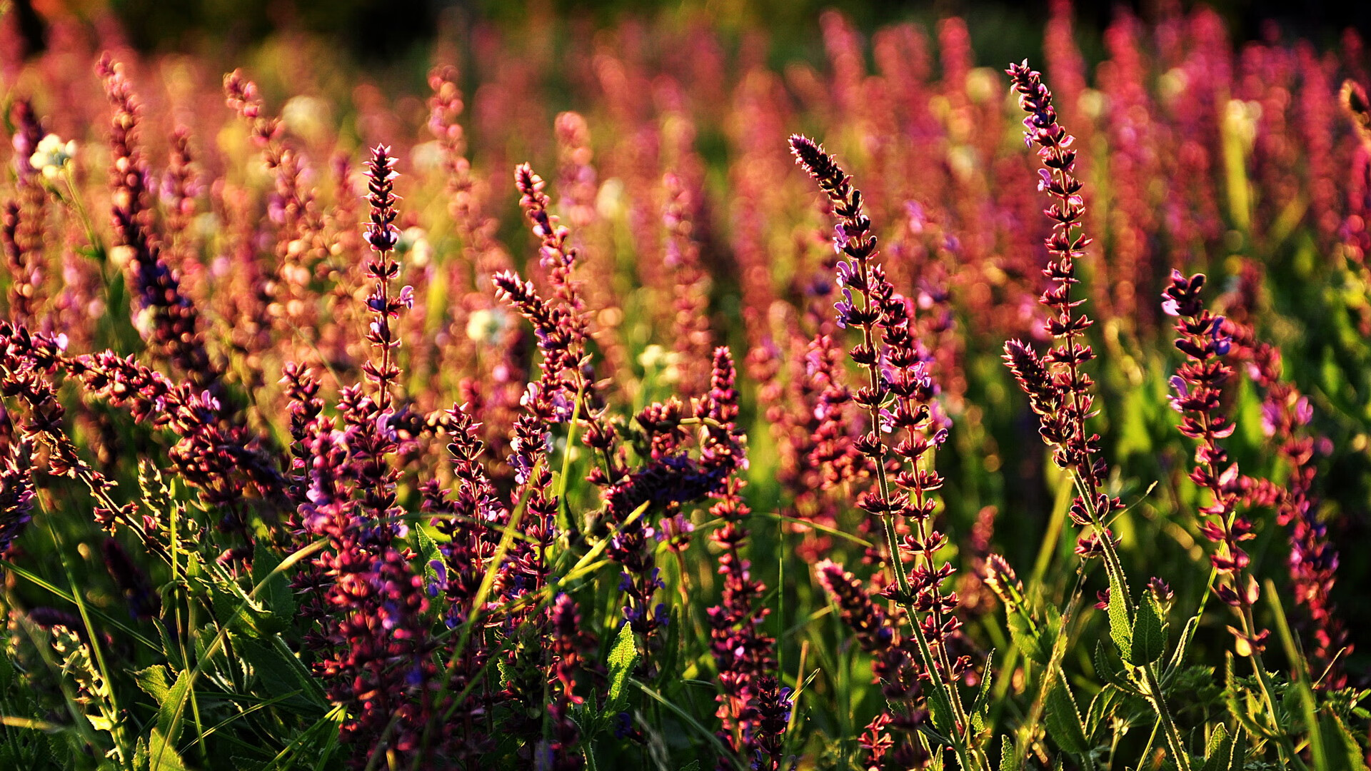 球队与高校展开合作推动体育人才双通道培养计划落地实施,双主体育人人才培养模式