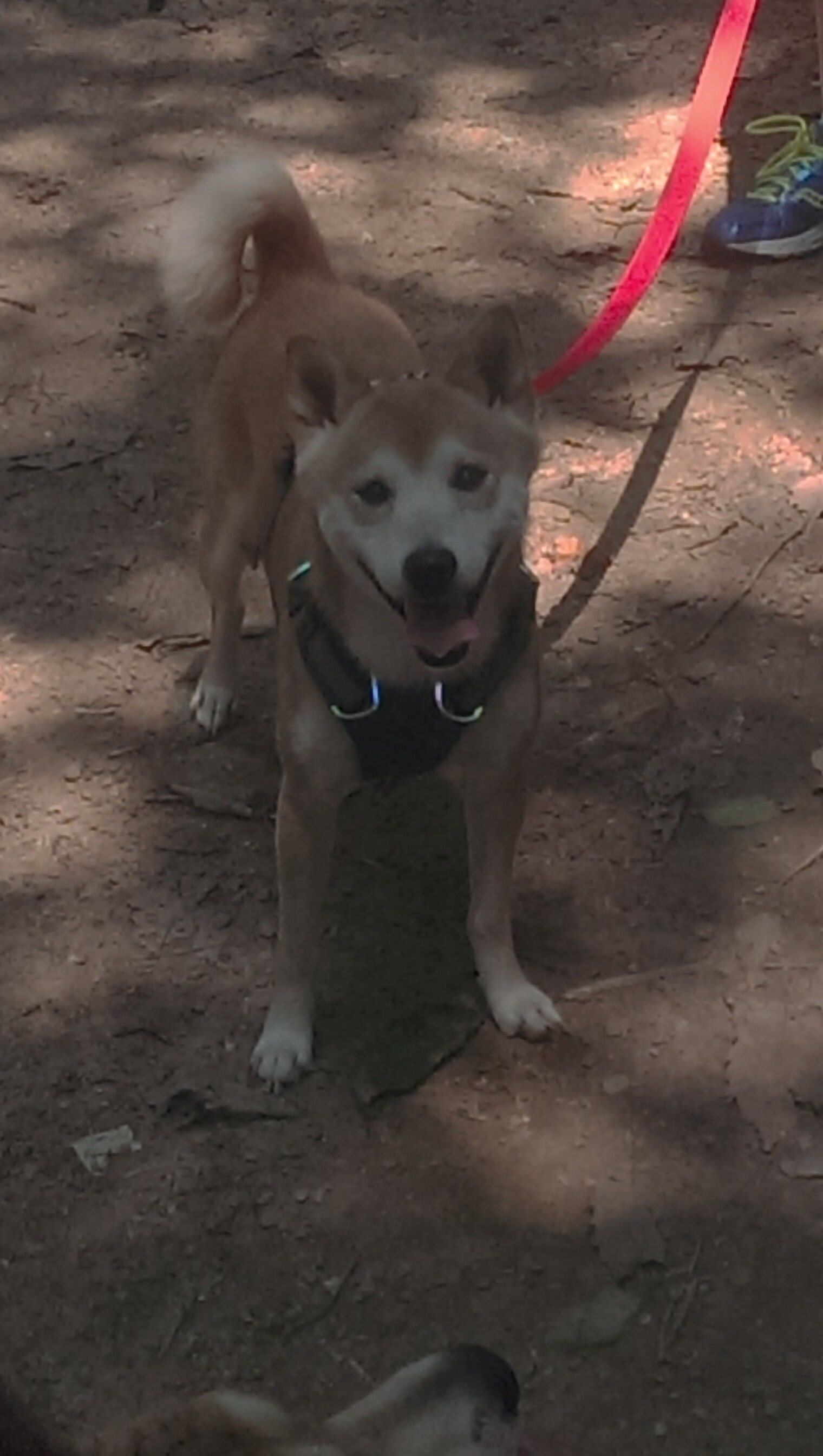 美洲杯逆转轮番:精彩剧情不停演绎!,美洲杯专题